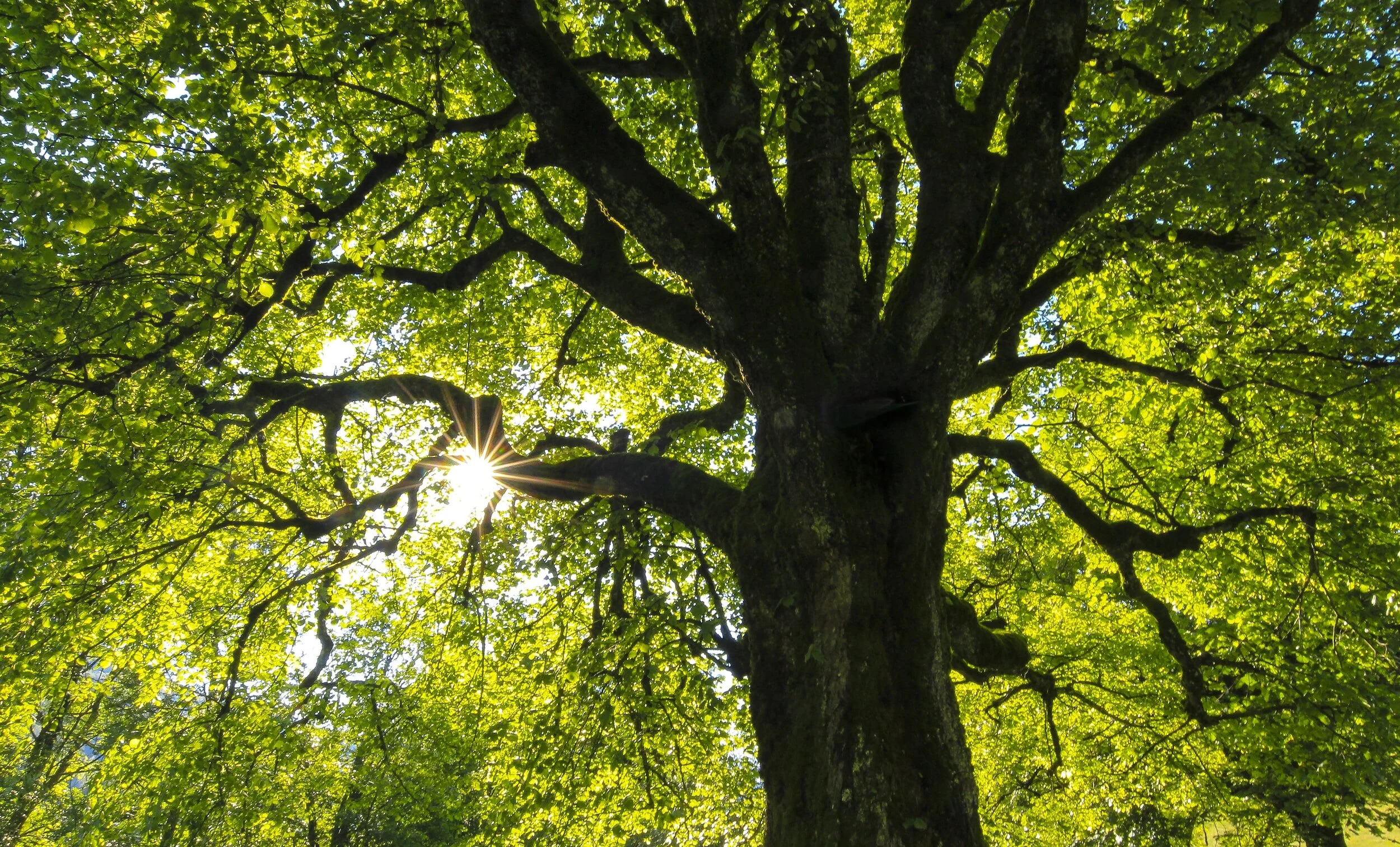 The Charleston Arborist gallery 5