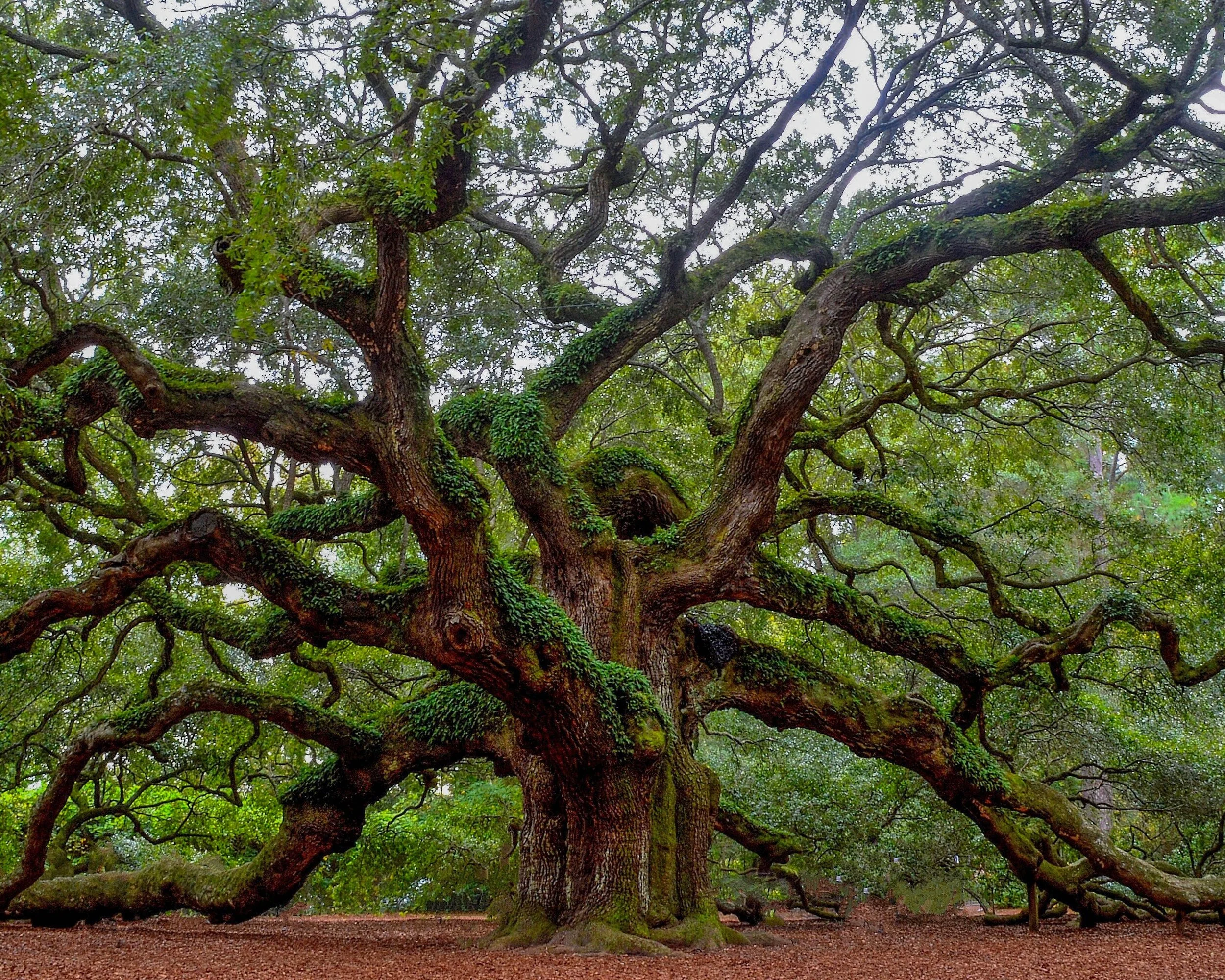 The Charleston Arborist gallery 6