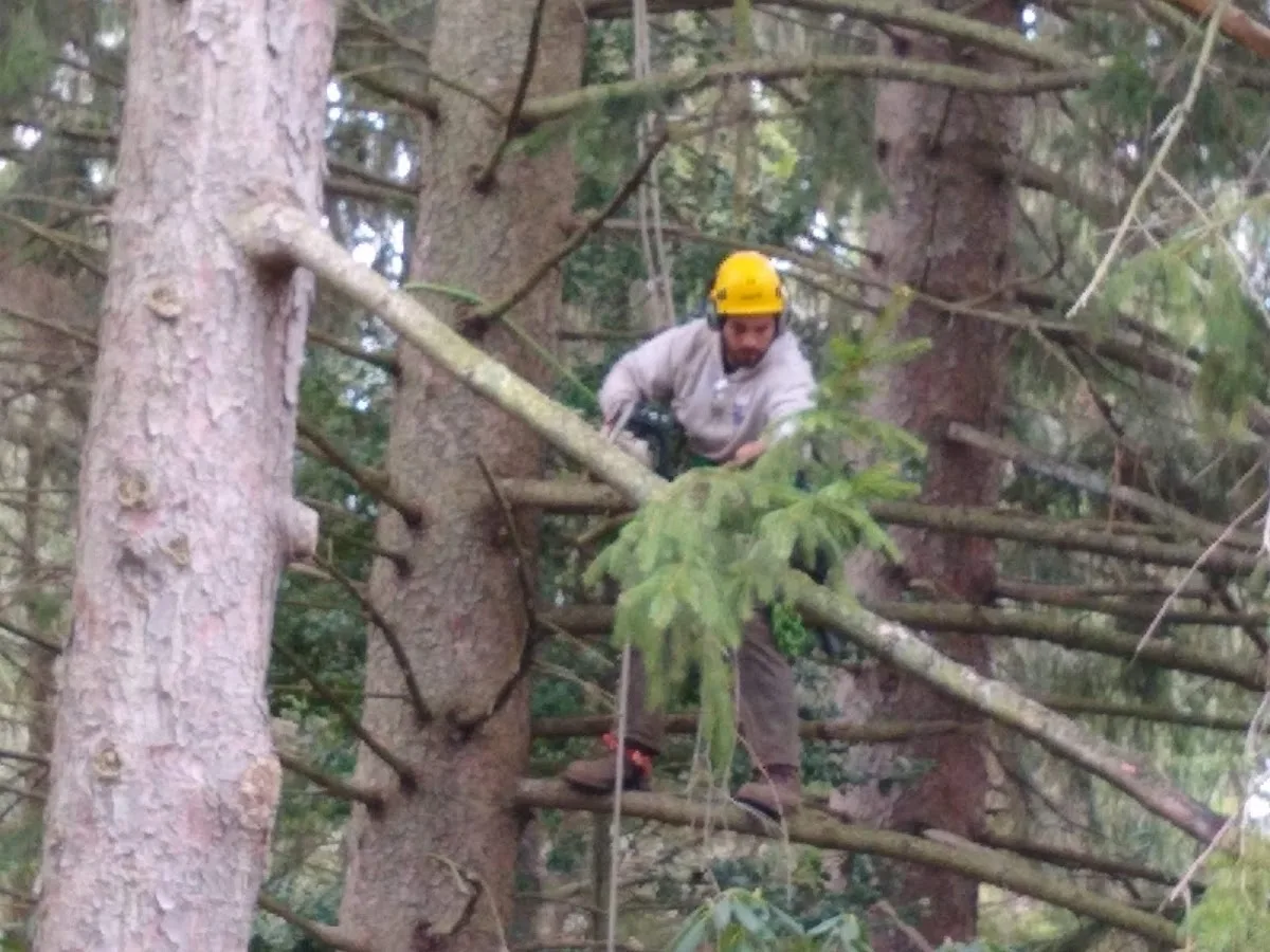 The Davey Tree Expert Company