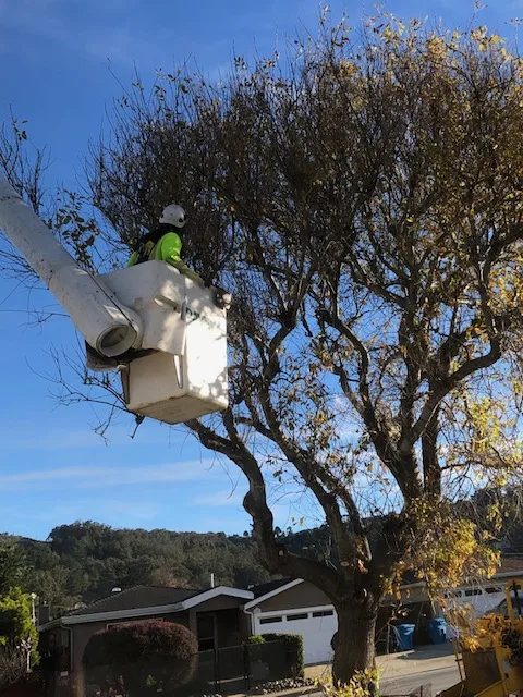 The Davey Tree Expert Company
