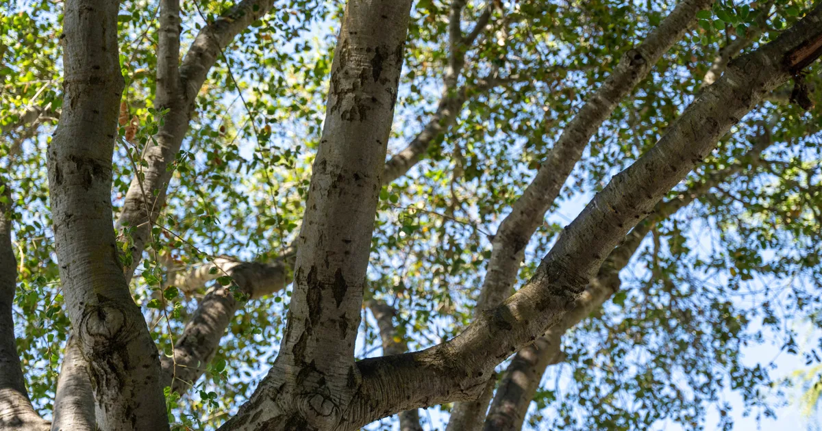 The Davey Tree Expert Company gallery 2