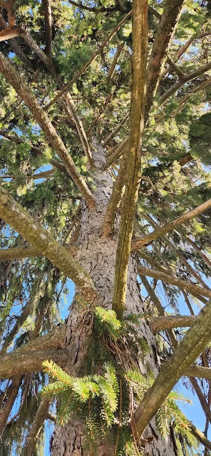 The Industry Standard Tree Service LLC