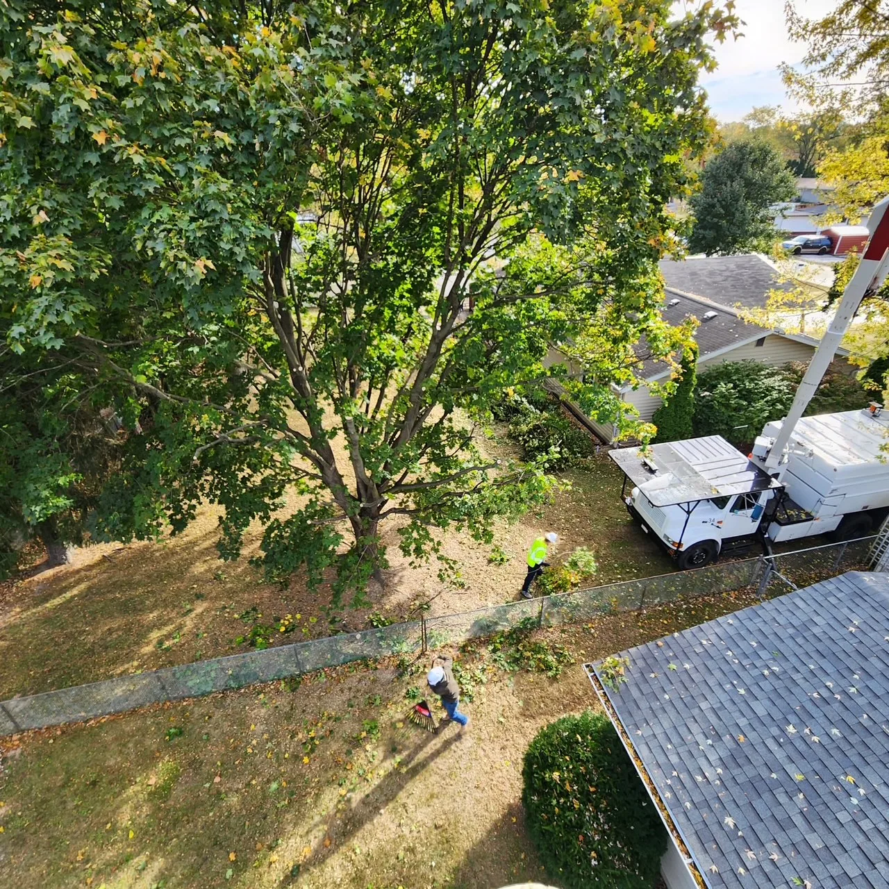 The Industry Standard Tree Service LLC gallery 3
