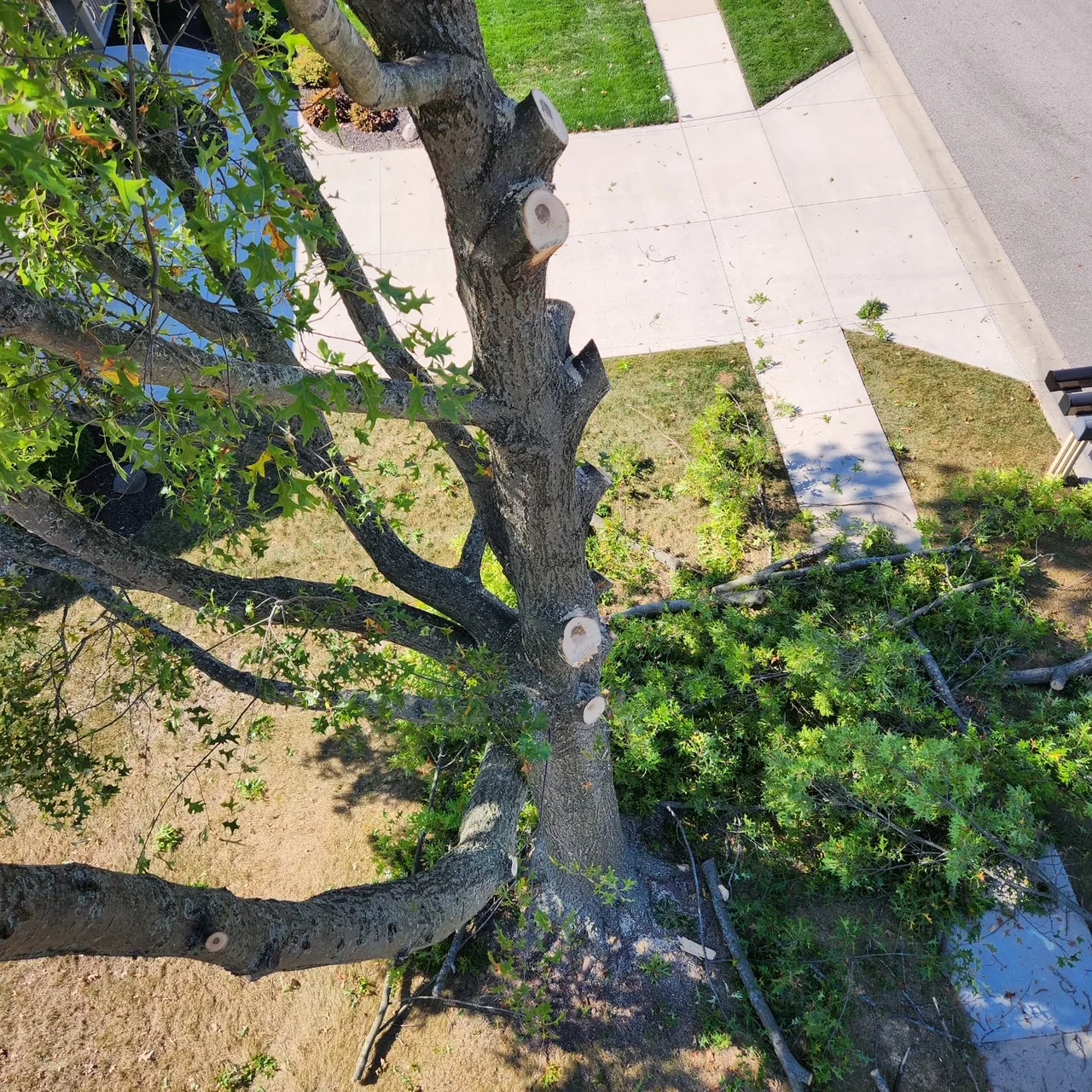 The Industry Standard Tree Service LLC gallery 4