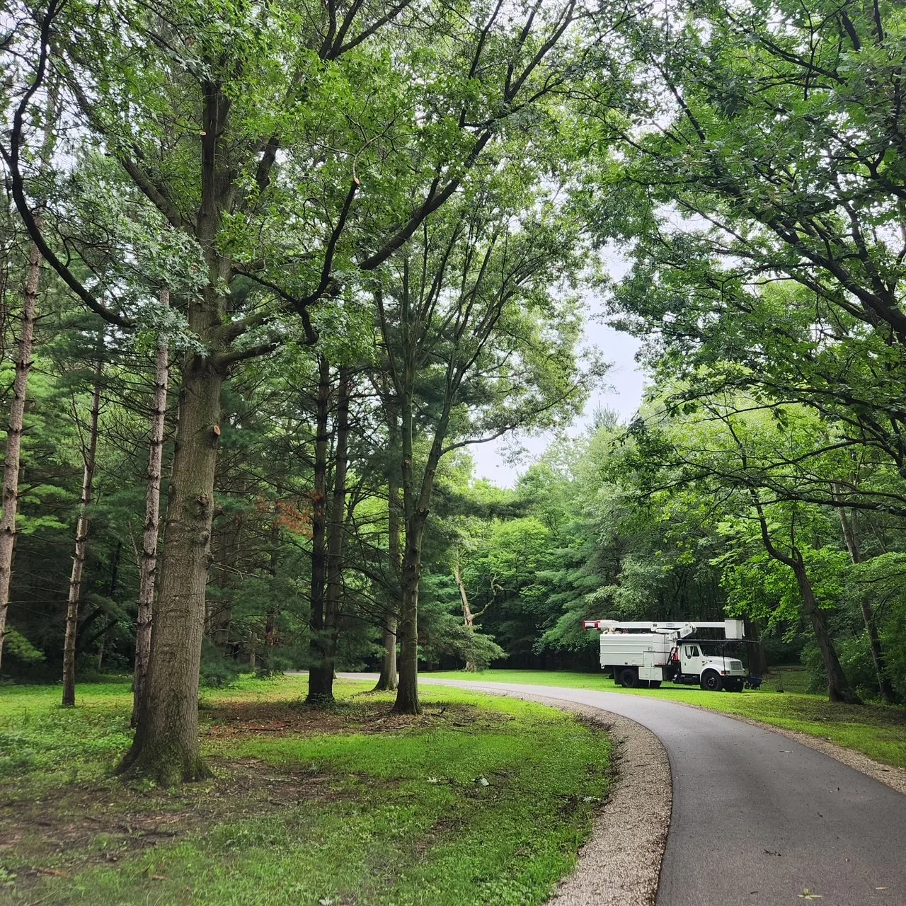 The Industry Standard Tree Service LLC gallery 5