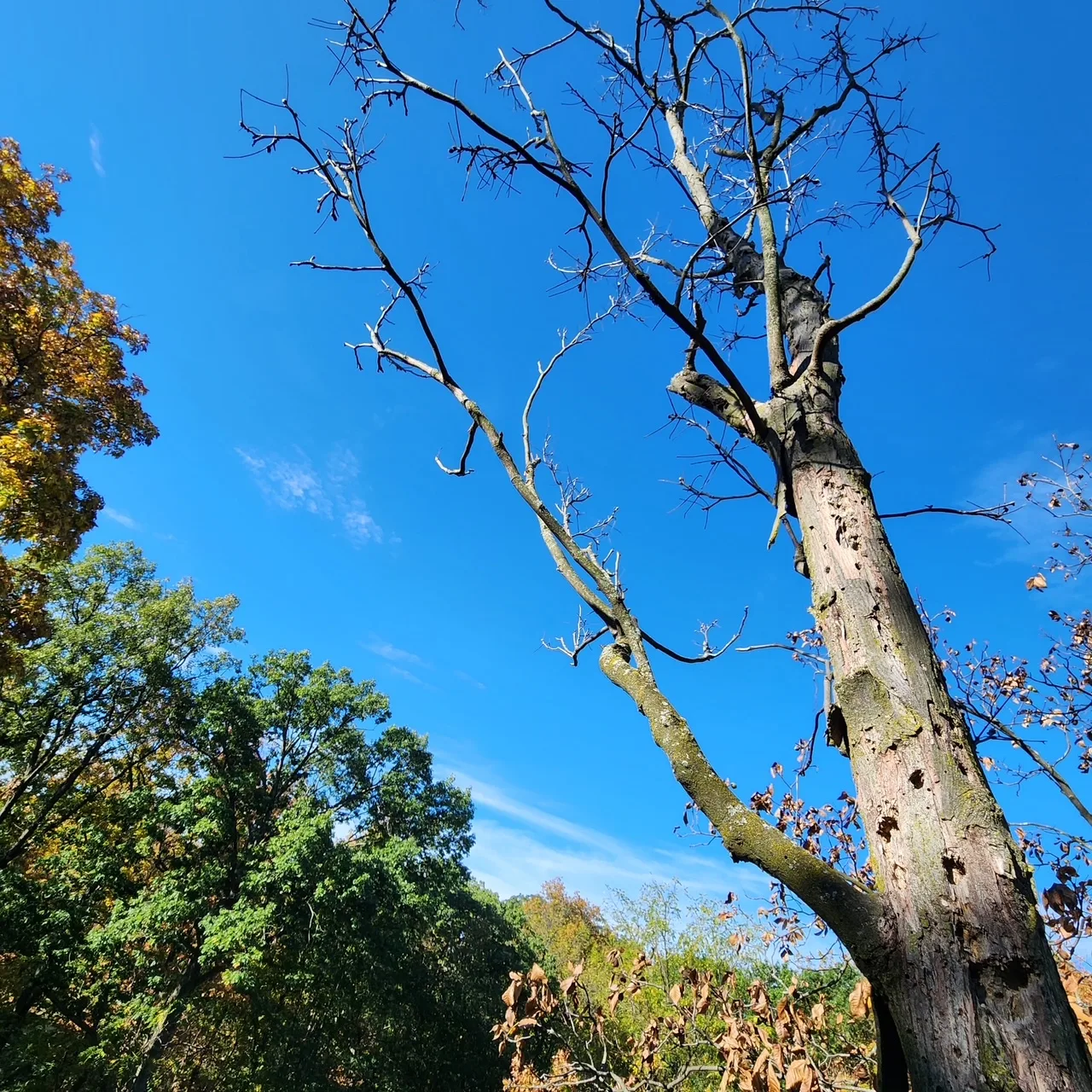 The Industry Standard Tree Service LLC gallery 6