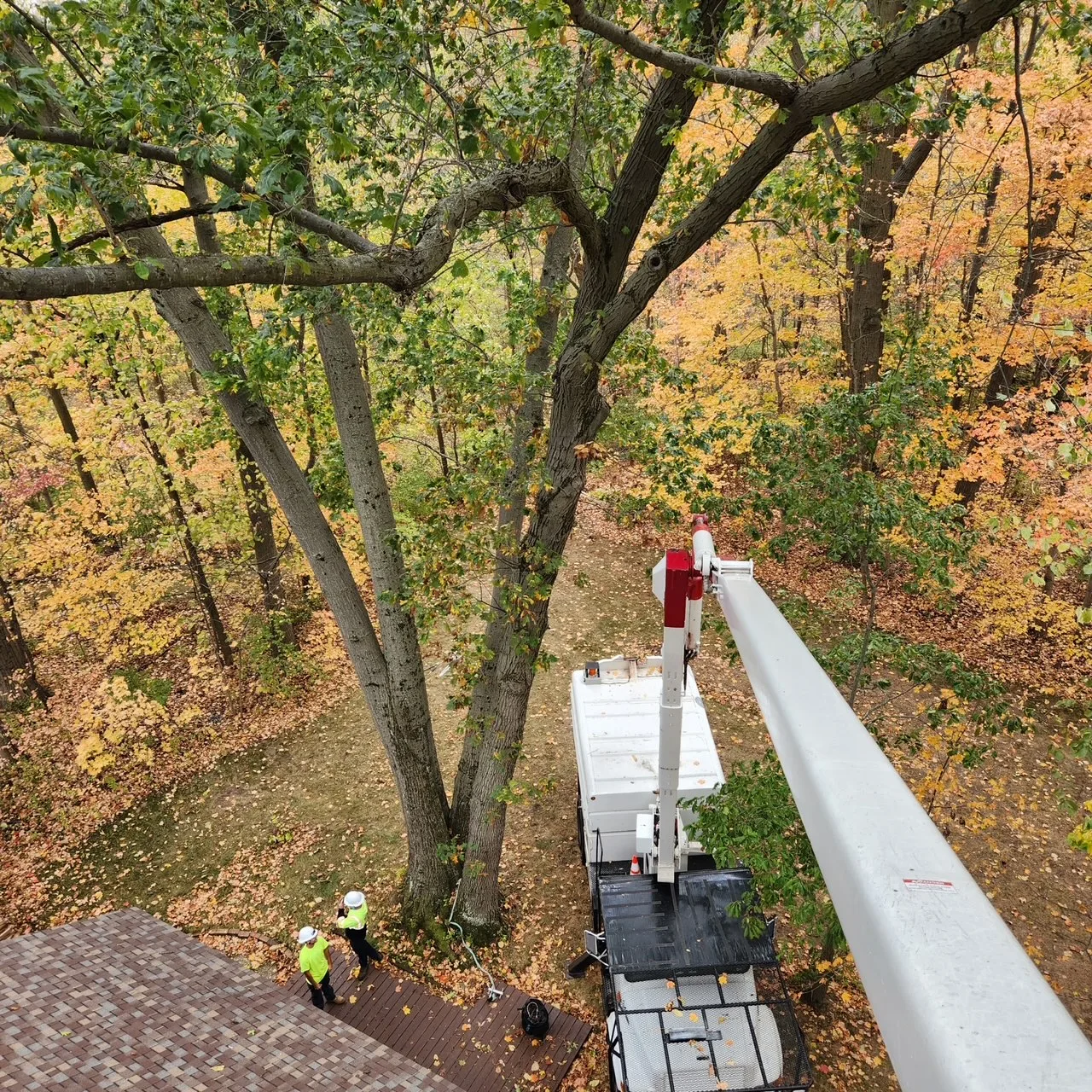 The Industry Standard Tree Service LLC gallery 7