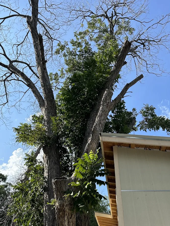 The Texas Tree Doctors work site