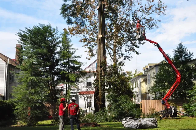 The Tree Expert, llc work site