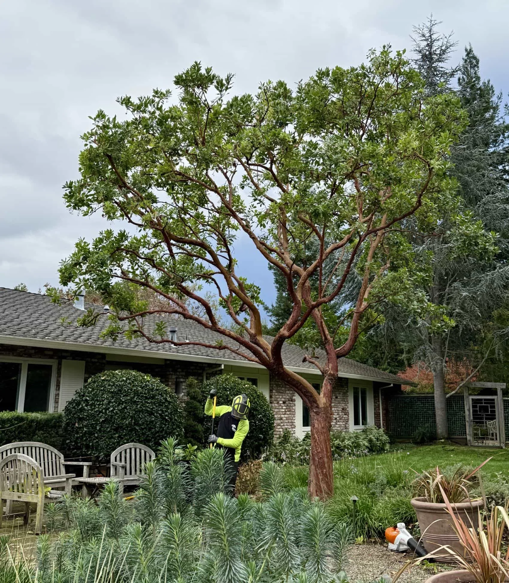 The Urban Arborist gallery 2
