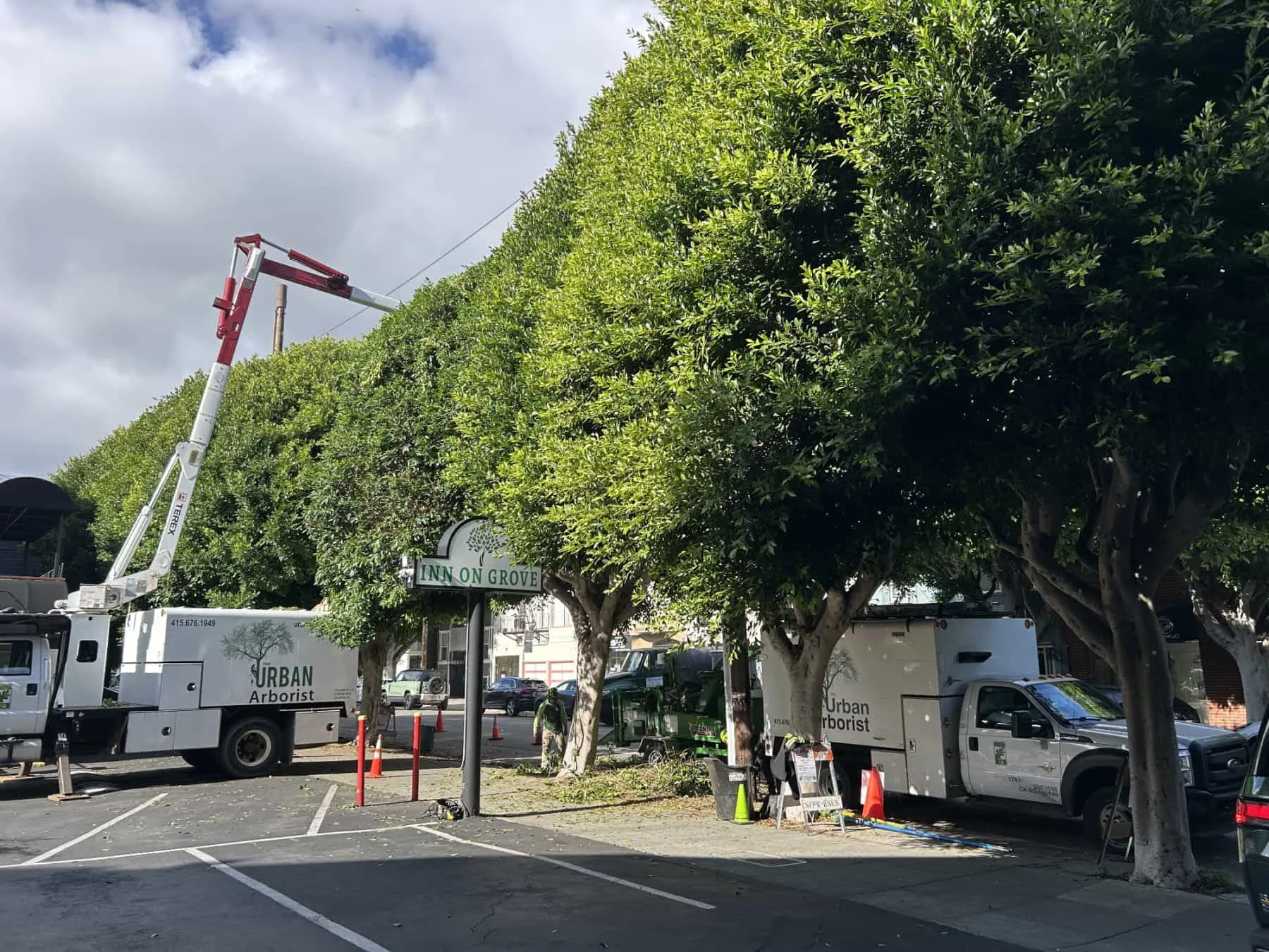 The Urban Arborist gallery 3