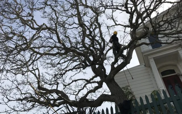 The Urban Arborist gallery 6