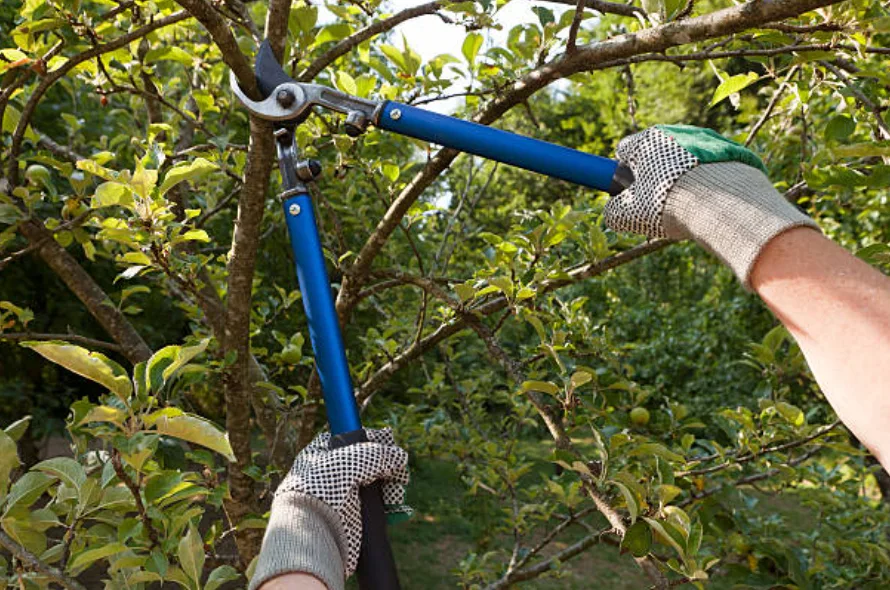 Timberland Tree Service gallery 2