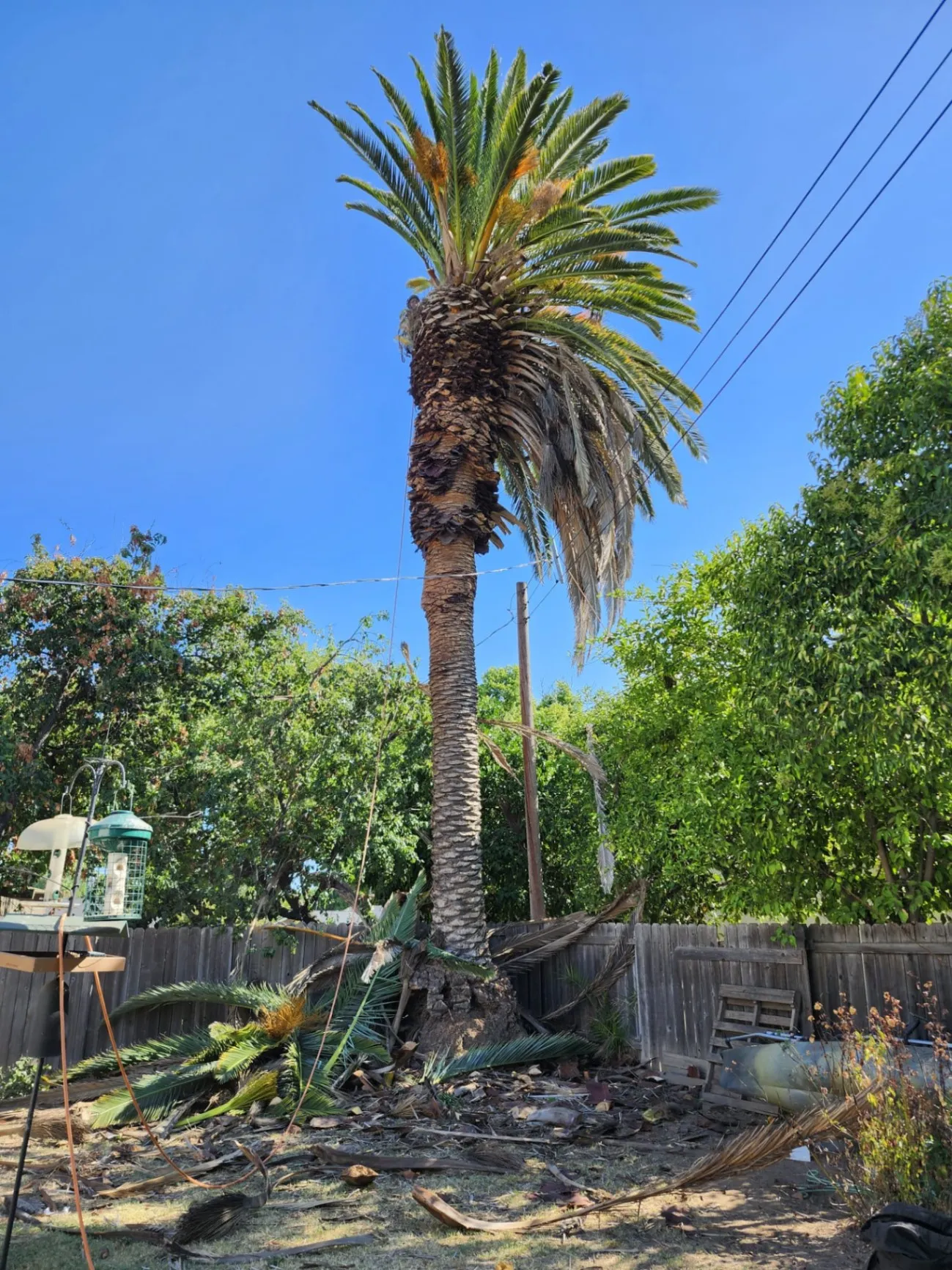 Timberland Tree Service gallery 3