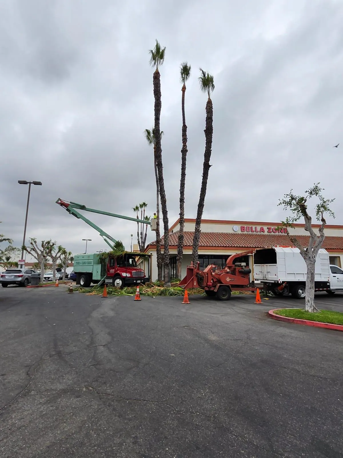 Timberland Tree Service gallery 4