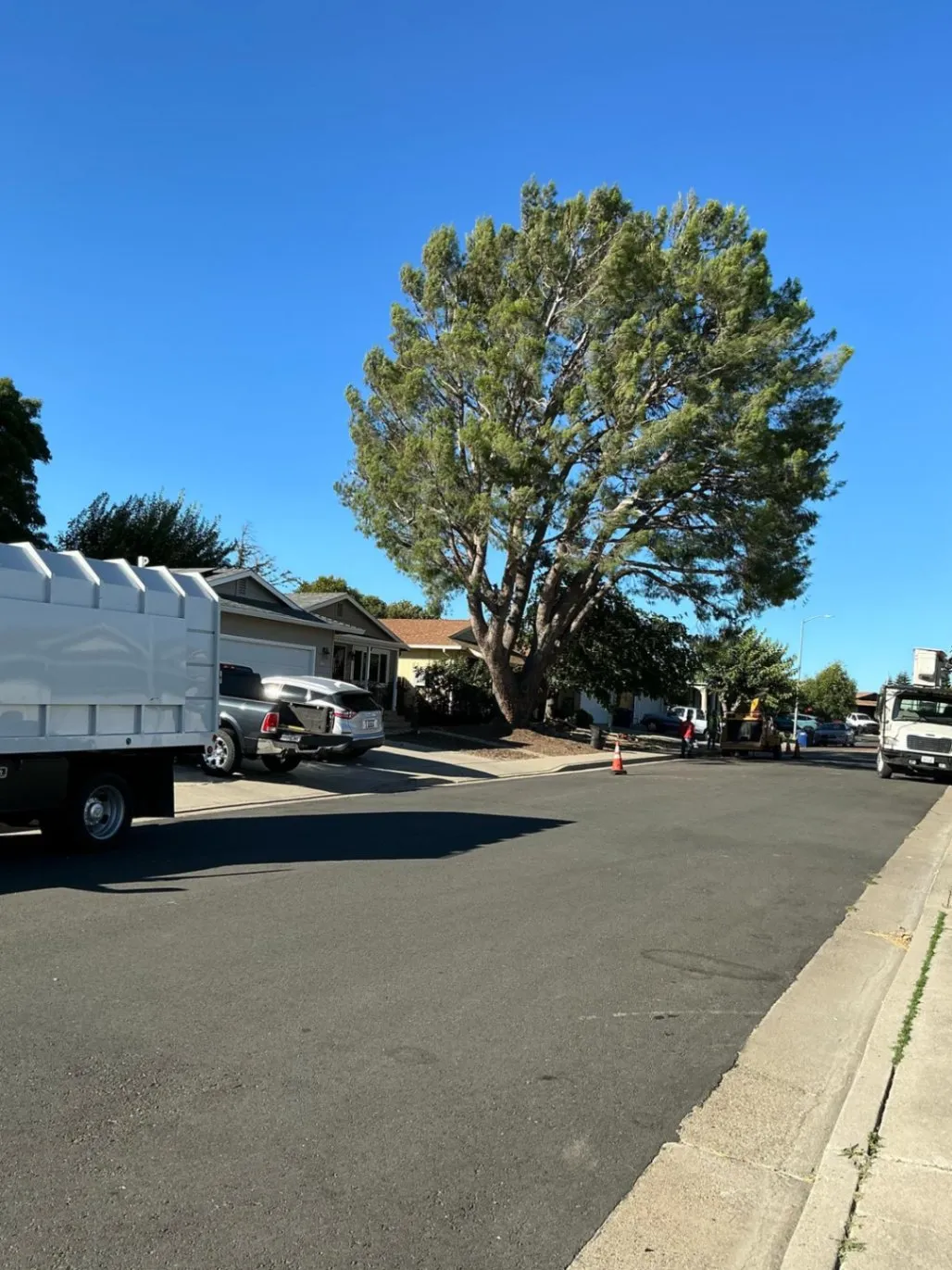 Timberland Tree Service gallery 5
