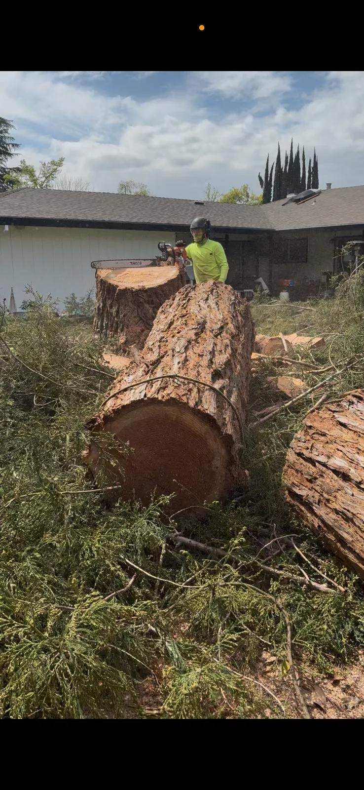 Timberland Tree Service gallery 6