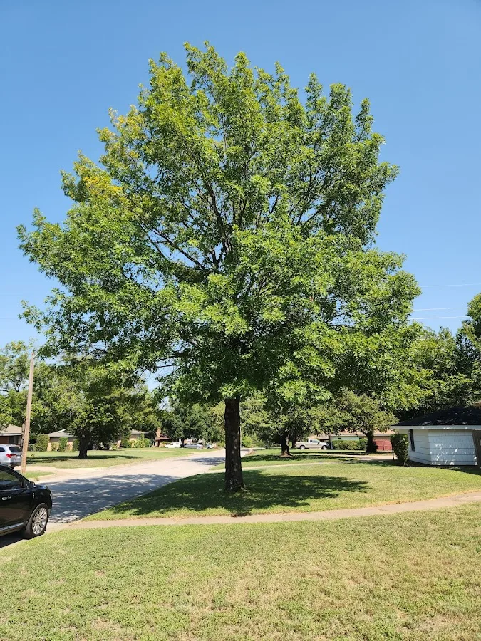 Tonys Tree Service work site