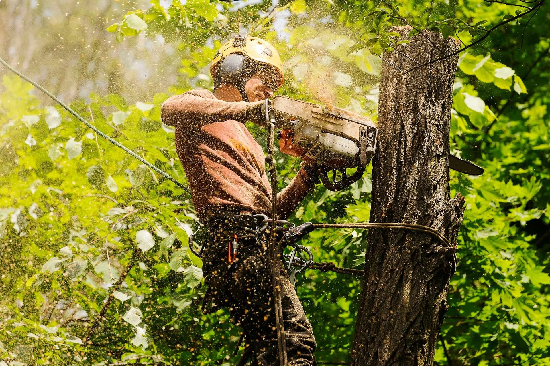 Tonys Tree Service gallery 2