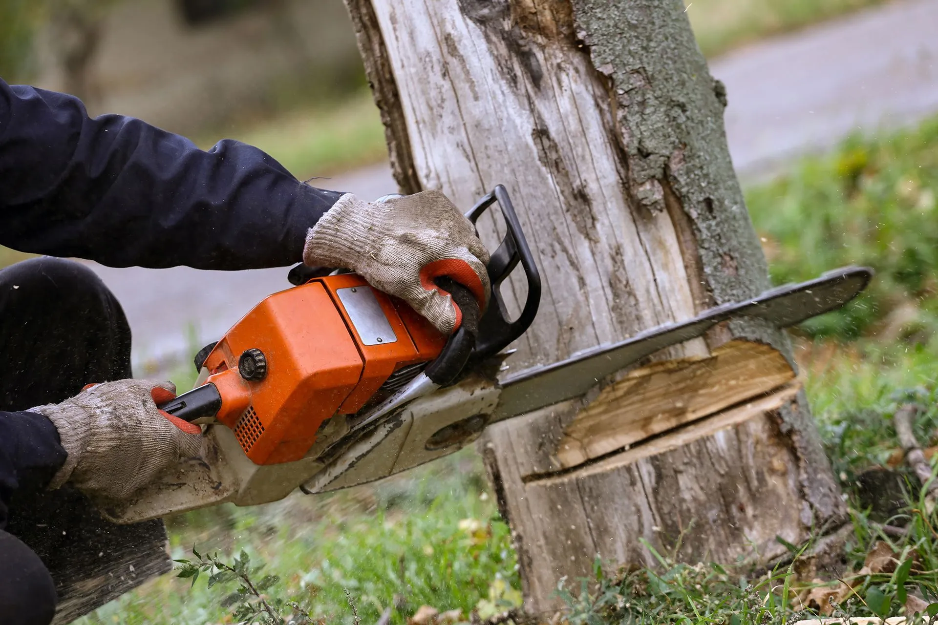 Tonys Tree Service gallery 3