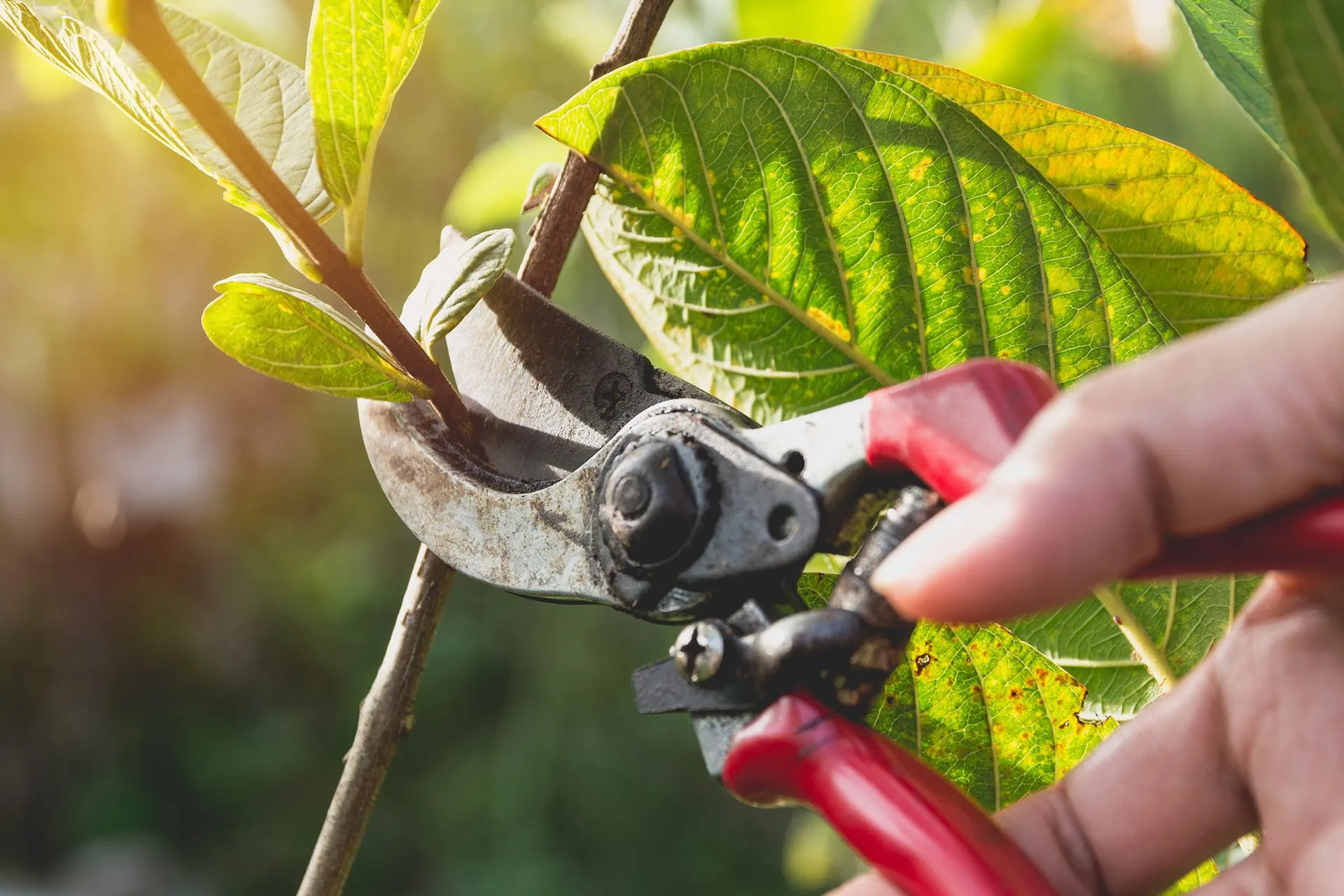 Tonys Tree Service gallery 4