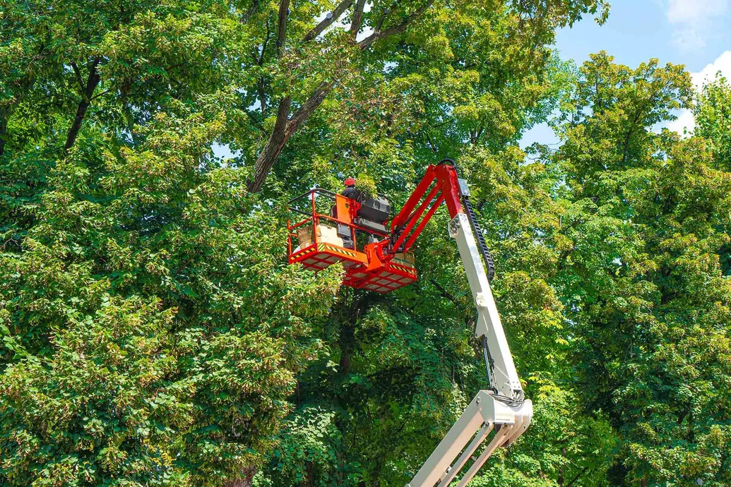 Tonys Tree Service gallery 6