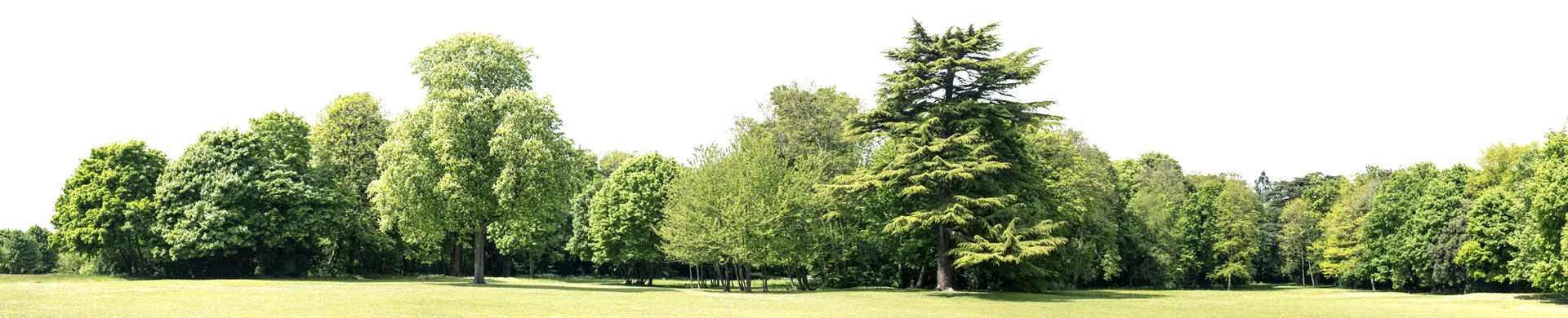 Tonys Tree Service gallery 7