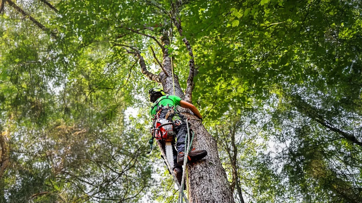 Top Branch Tree Service