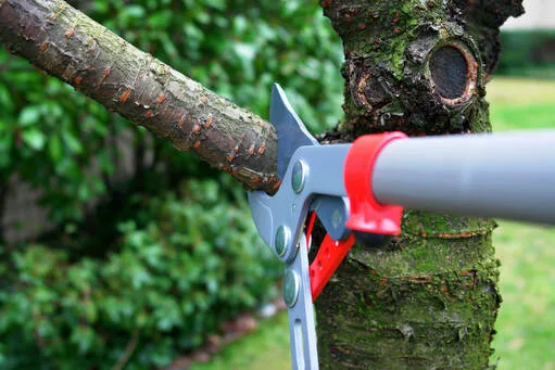 TOP DOGS TREE SERVICES TUSTIN gallery 3
