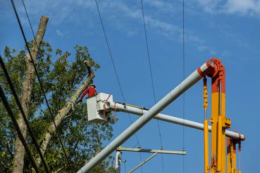 TOP DOGS TREE SERVICES TUSTIN gallery 4