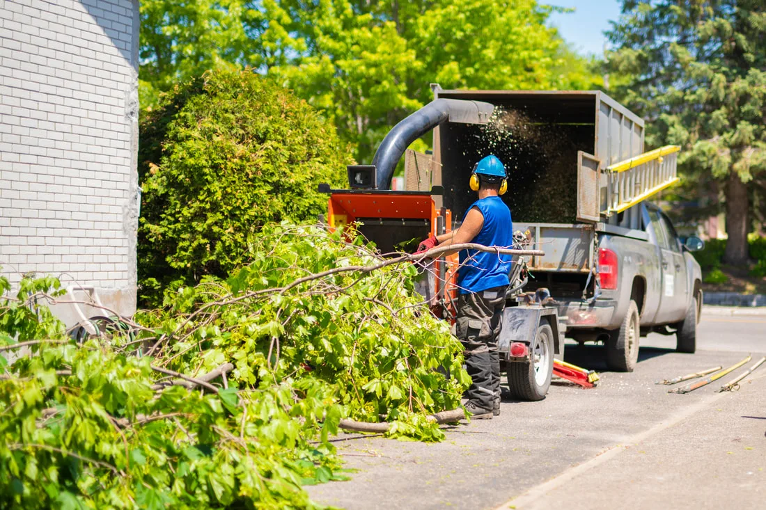 TOP DOGS TREE SERVICES TUSTIN gallery 5