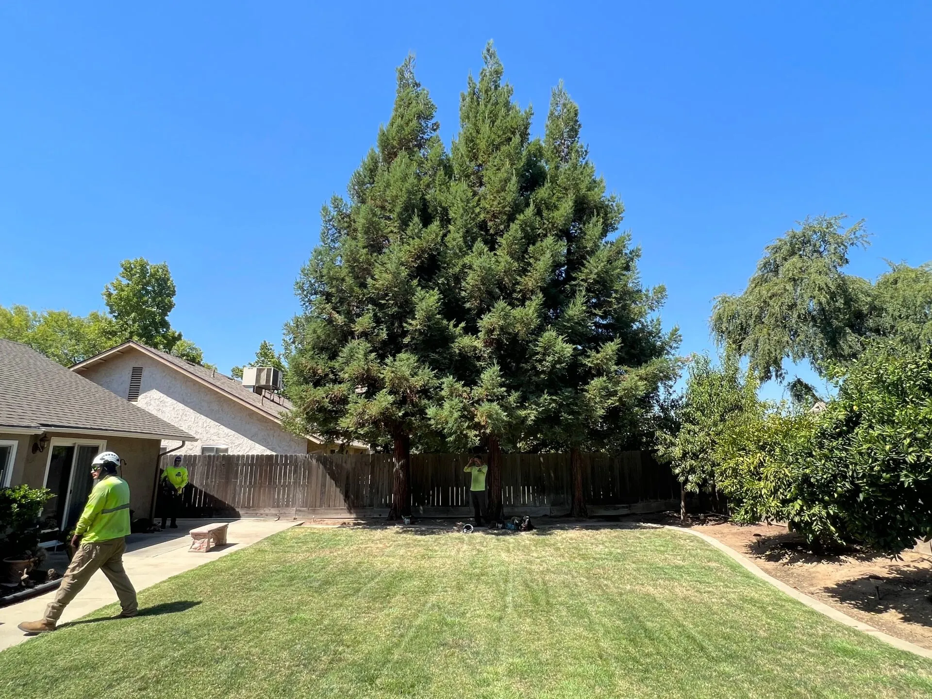 Travis Tree Service gallery 5