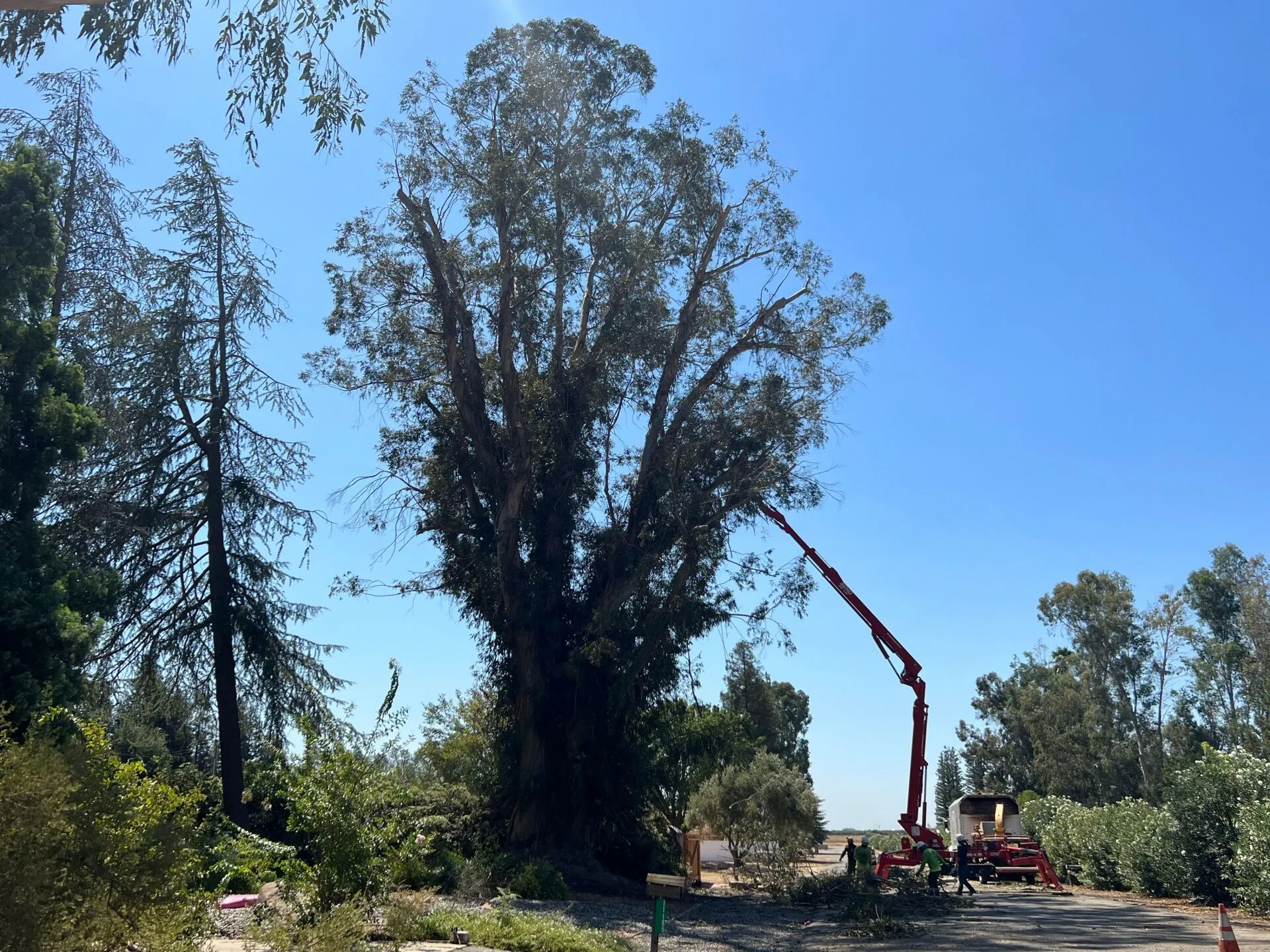 Travis Tree Service gallery 7