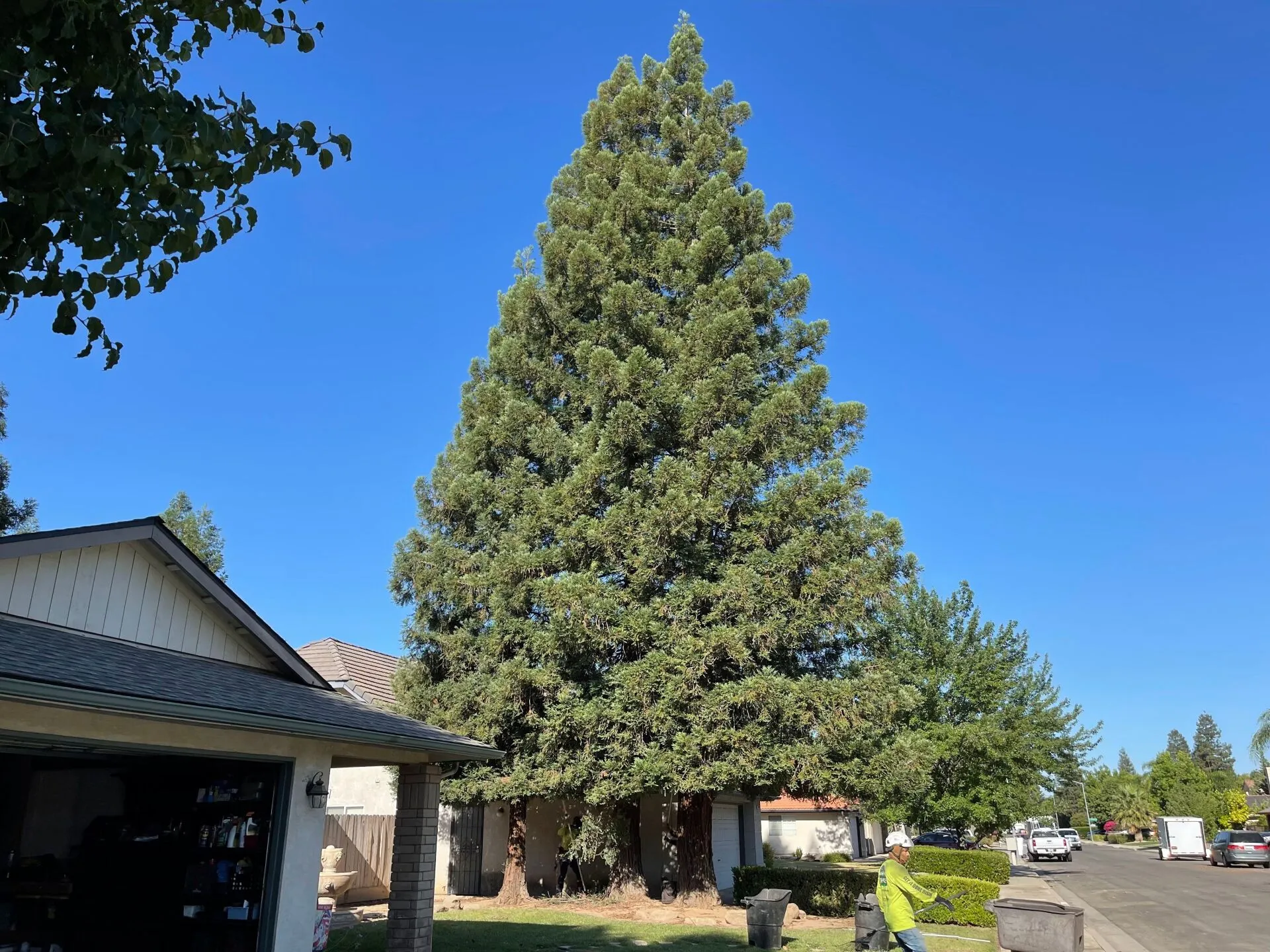 Travis Tree Service gallery 9