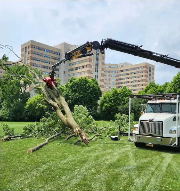 Tree and Stump Removal Service gallery 3