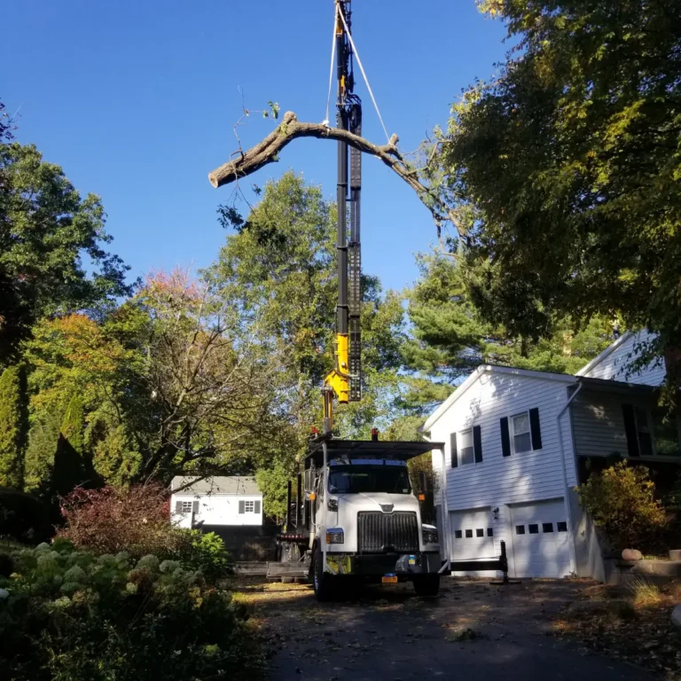 Tree and Stump Removal Service gallery 4