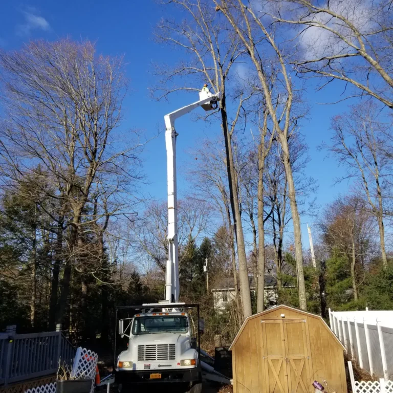 Tree and Stump Removal Service gallery 6