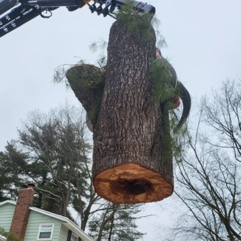 Tree and Stump Removal Service gallery 7