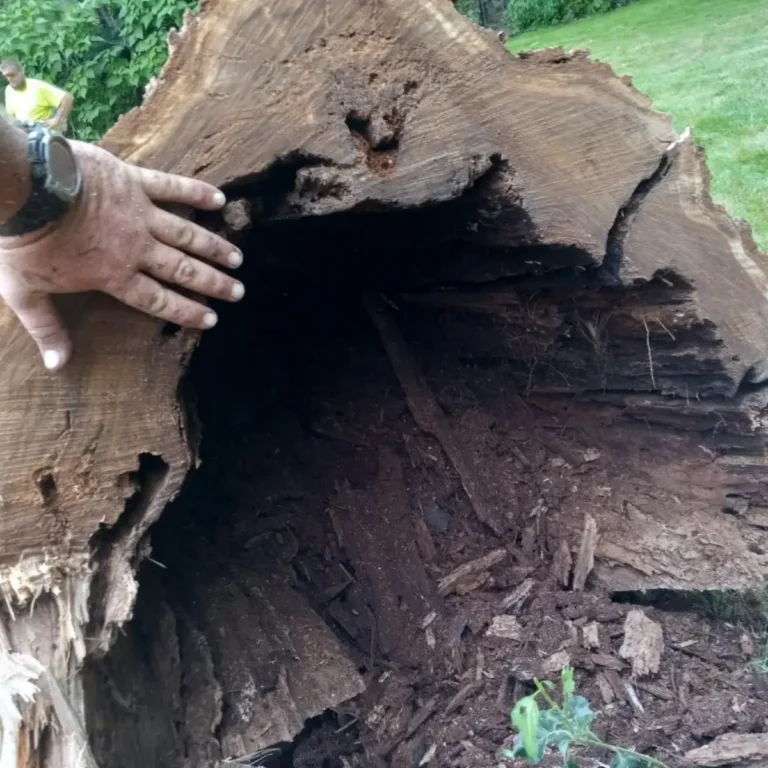 Tree and Stump Removal Service gallery 8