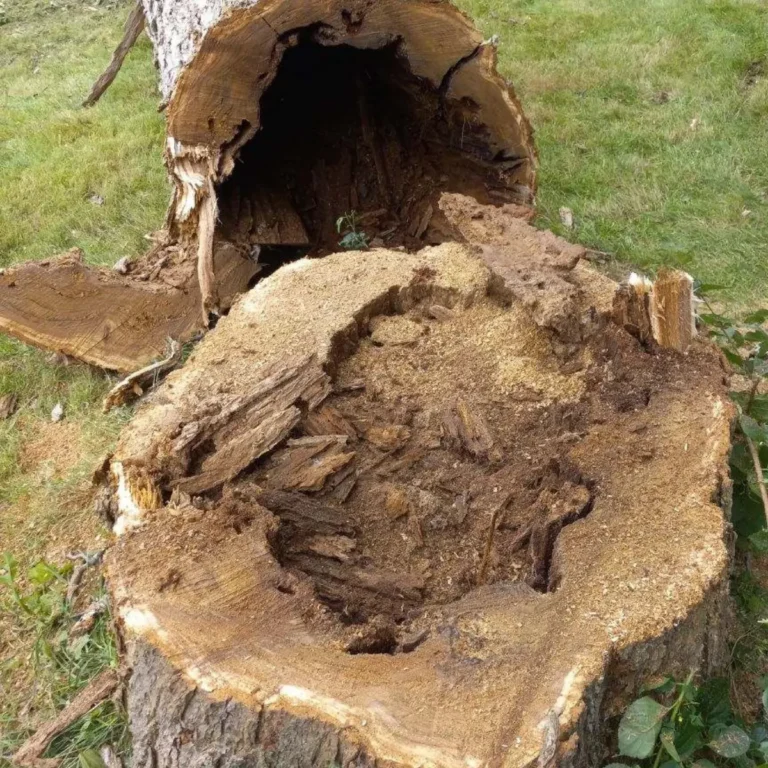 Tree and Stump Removal Service gallery 9