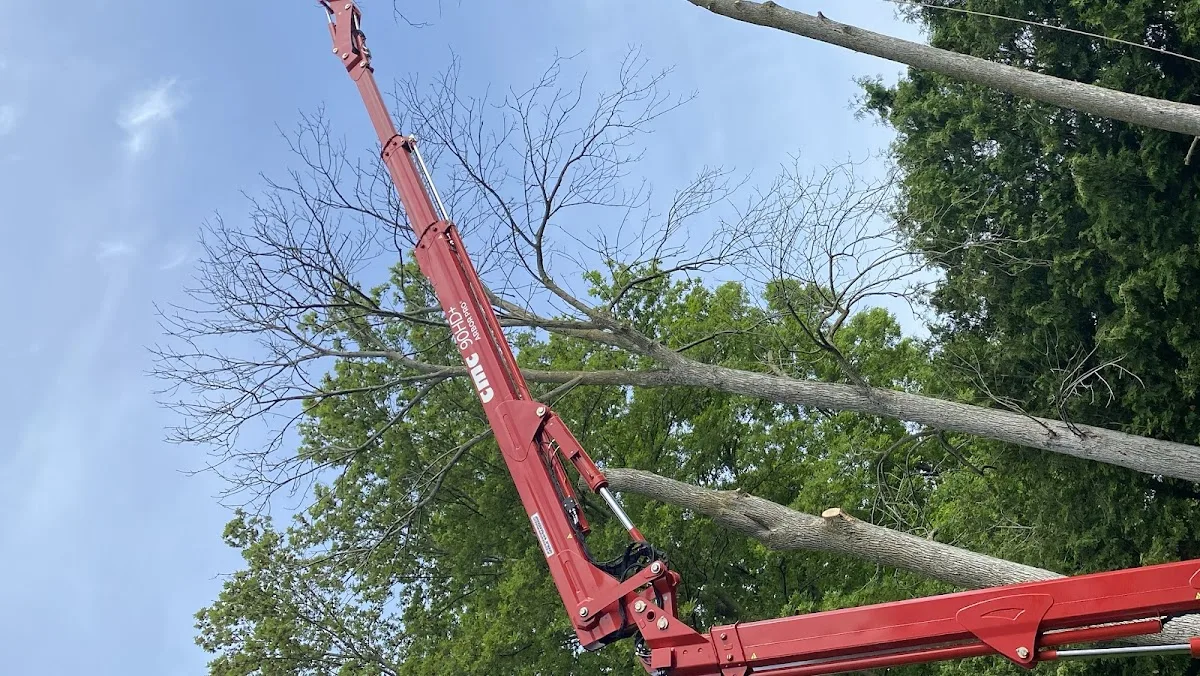Tree And Yard Renovations