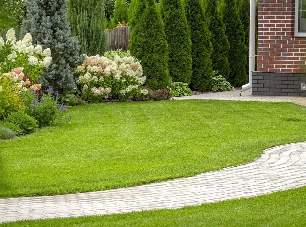 Tree And Yard Renovations gallery 3