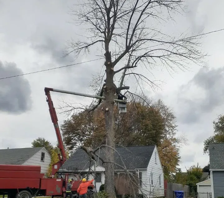 Tree And Yard Renovations gallery 5