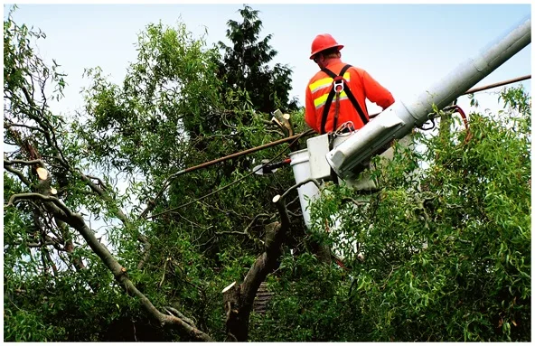 Tree Cutting Bronx, Tree Removal, Tree Services