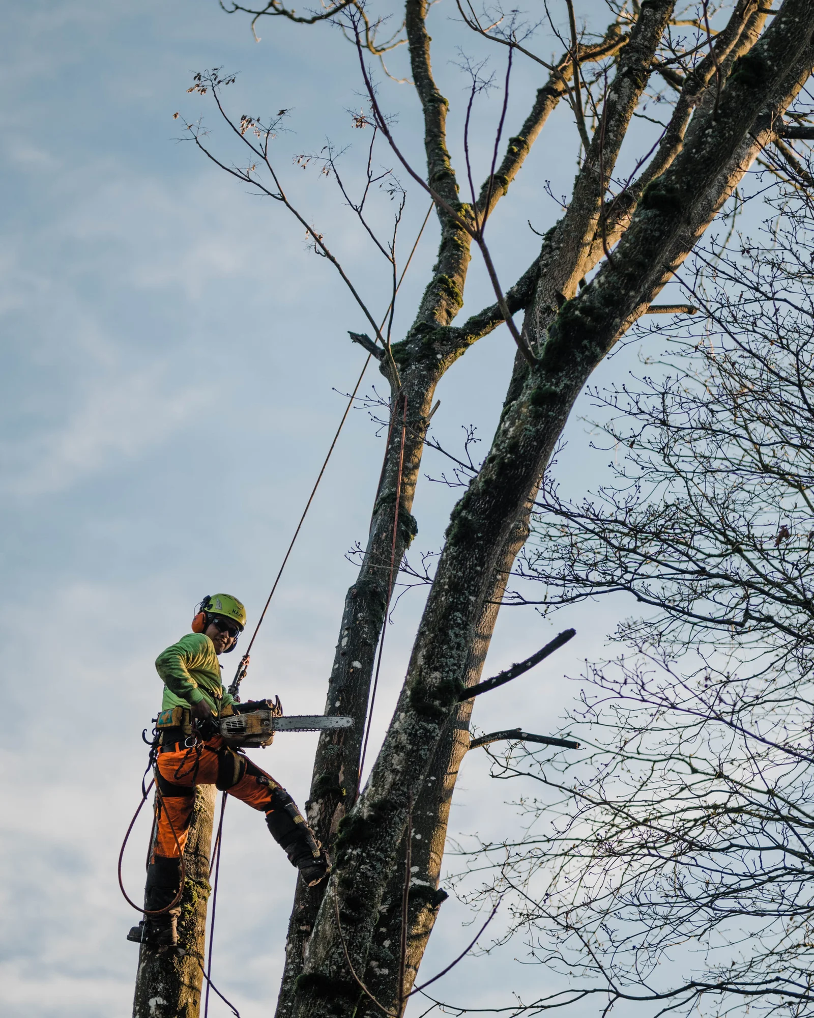 Tree Cutting Bronx, Tree Removal, Tree Services gallery 6