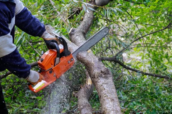 Tree Cutting Bronx, Tree Removal, Tree Services gallery 7