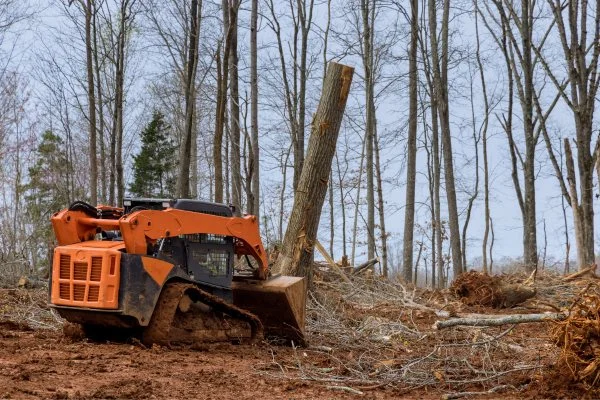 Tree Cutting Bronx, Tree Removal, Tree Services gallery 8