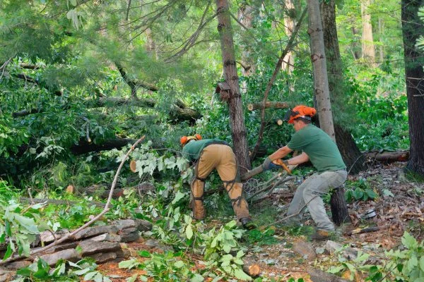 Tree Cutting Bronx, Tree Removal, Tree Services gallery 9