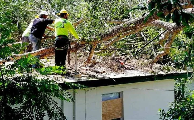 Tree Cutting Bronx, Tree Removal, Tree Services gallery 10