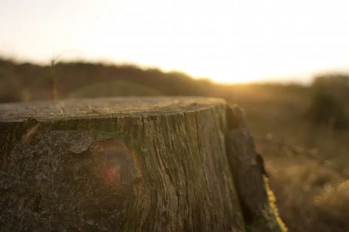 Tree Images - Professional Tree Service gallery 2